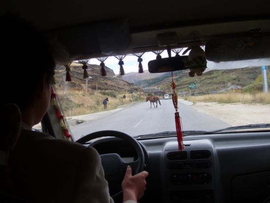caballos salvajismos.jpg